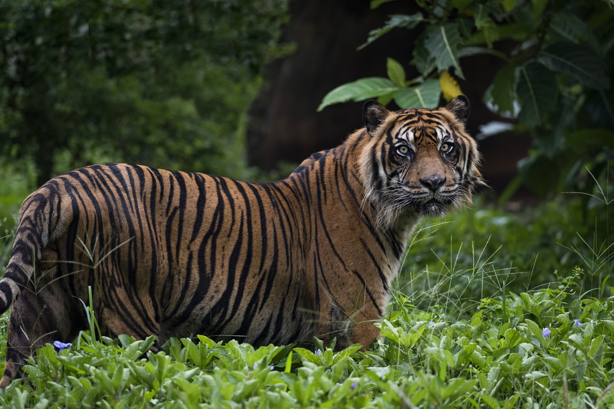 Sumatran Tiger Facts - International Tiger Project